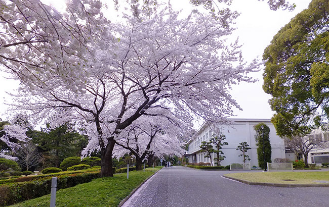 Cherry_blossom_in_Matsudo_Campus_of_Chiba_University_20120410b.jpg